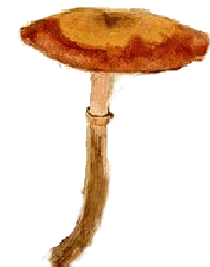 Galerina marginata