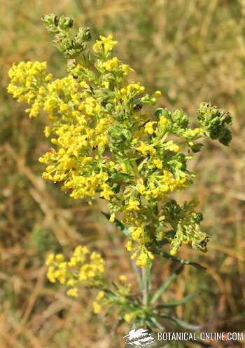 galium cuajo natural