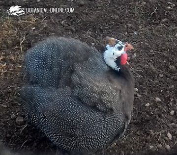 Gallina de guinea