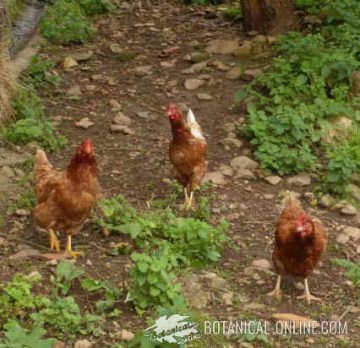 gallinas ponedoras