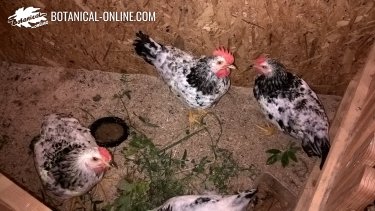 Por qué las gallinas no vuelan? – Botanical-online
