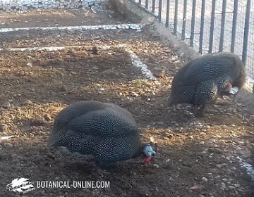 Gallina de Guinea