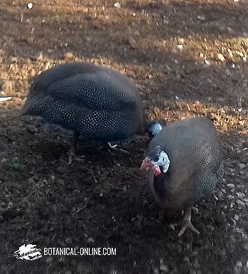 Gallina de Guinea