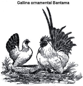 gallina