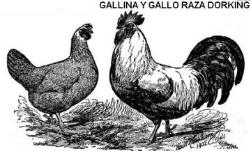 gallina dorking