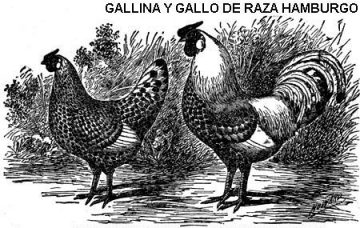 gallina hamburgo