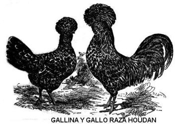 gallina Houdin