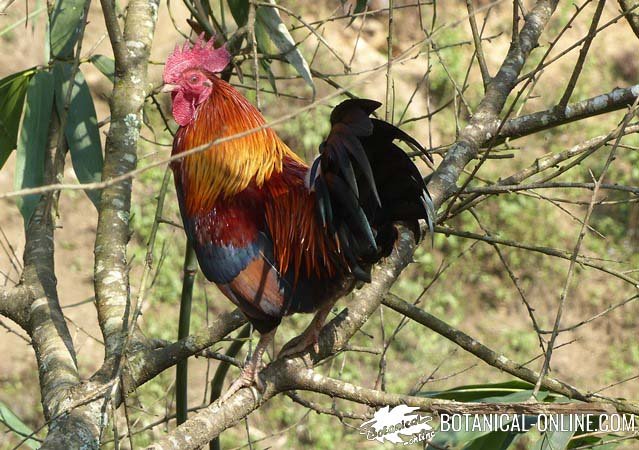 gallo bankiva arbol