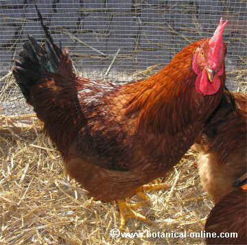 Loza de barro Adelante Rodeado Características del gallo – Botanical-online