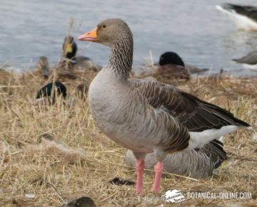 Características del ganso salvaje – Botanical-online