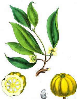 ilustración botánica