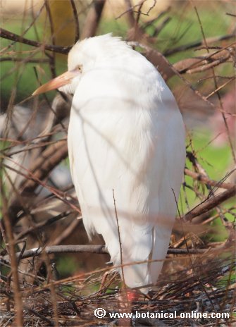 garcilla bueyera