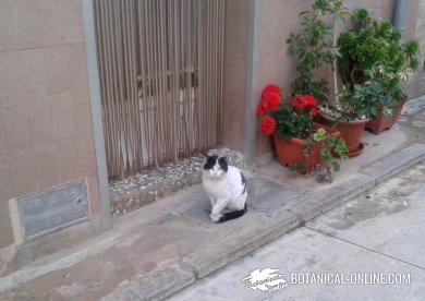gato callejero