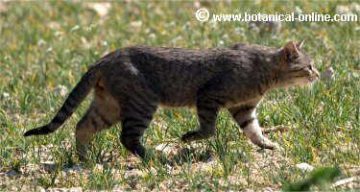 gato