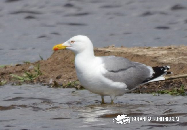 gaviota del Caspio