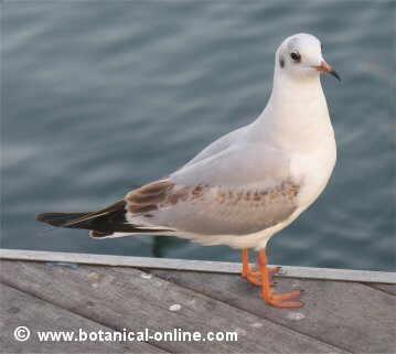 Gaviota reidora