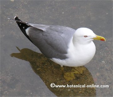 gaviota argéntea