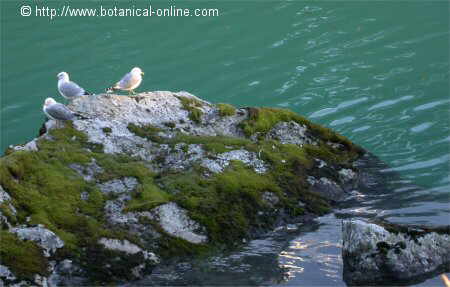 gaviotas sobre roquedo