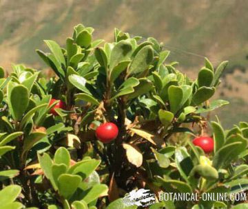 gayuba, frutos y hojas