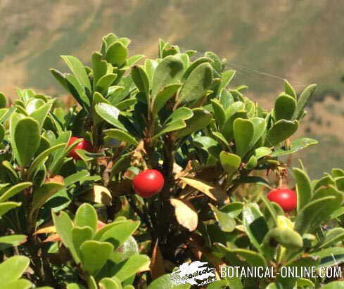 gayuba arbusto hojas frutos