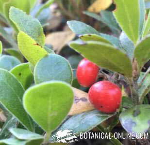 gayuba arbusto hojas frutos