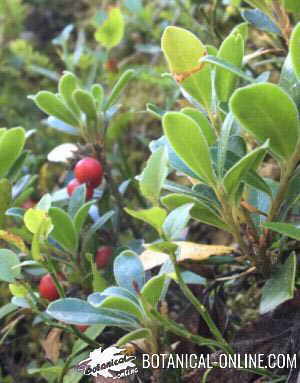 gayuba arbusto hojas frutos