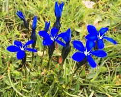 genciana gentiana verna