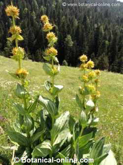 genciana lutea silvestre