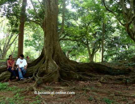 ficus benjamina sri lanka