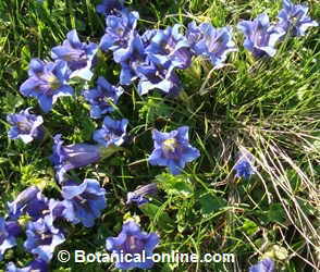 genciana gentiana acaulis