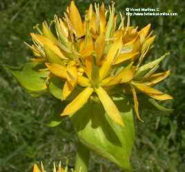 flor gentiana lutea