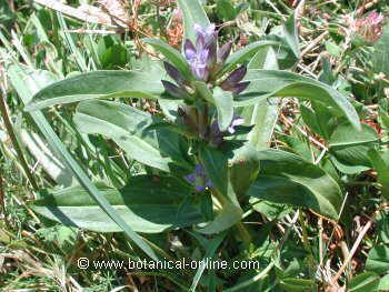 gentiana cruciata