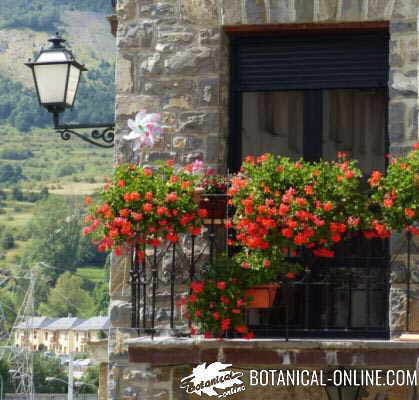 geranios en el balcon