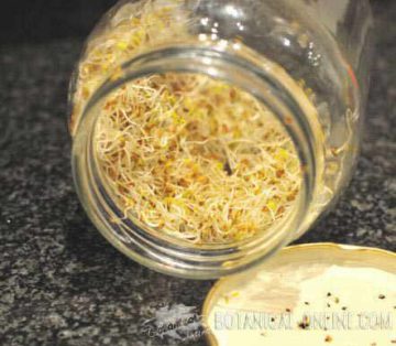 semillas alfalfa germinador