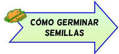 como germinar semillas