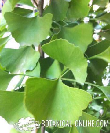 hojas de ginkgo