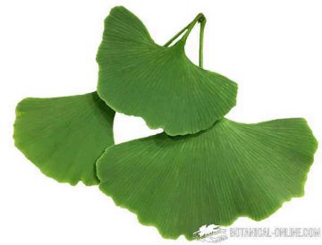 hojas de ginkgo