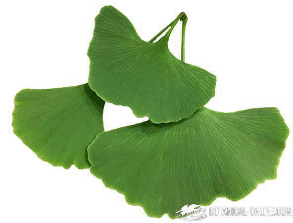 ginkgo hojas fondo blanco