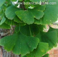 ginkgo para la vista