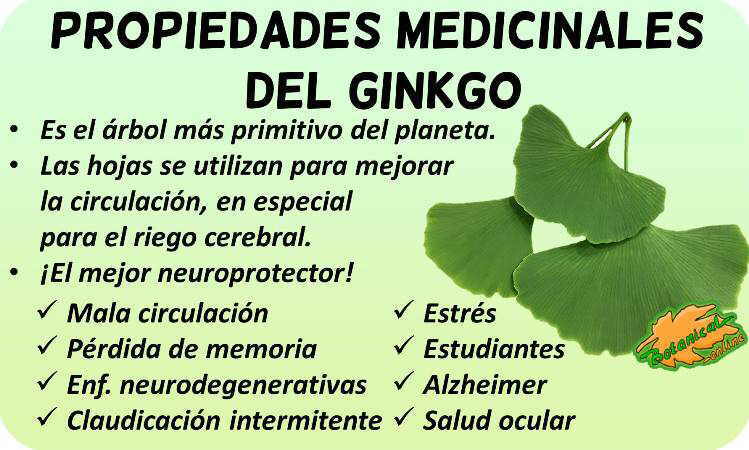 propiedades medicinales del ginkgo beneficios 