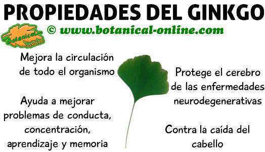 propiedades y beneficios del ginkgo, planta medicinal