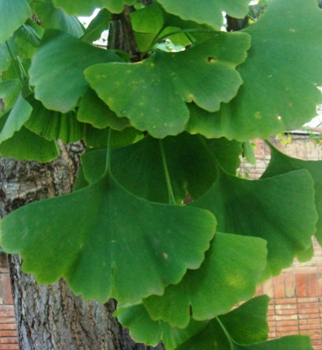 hojas de ginkgo