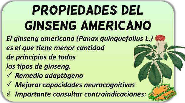 ginseng americano panax quinquefolium propiedades y beneficios