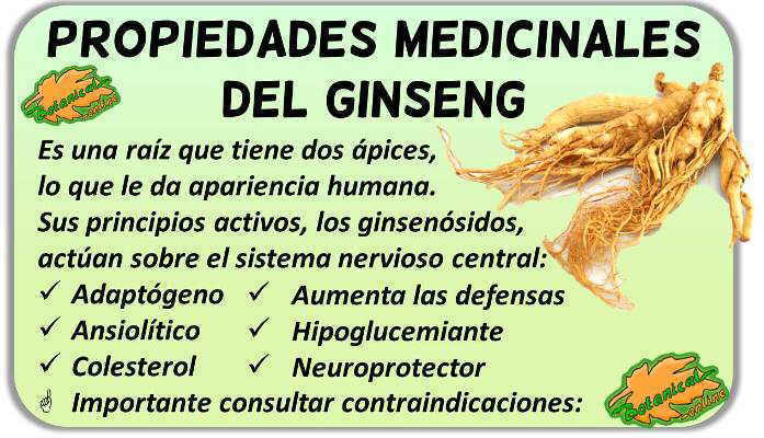 propiedades medicinales y beneficios del Panax ginseng
