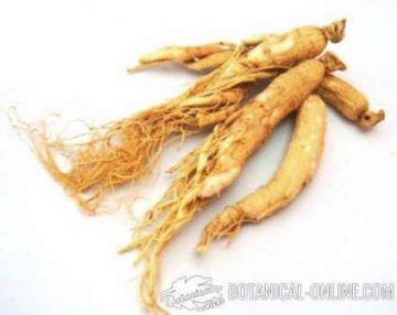 ginseng