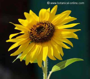 girasol