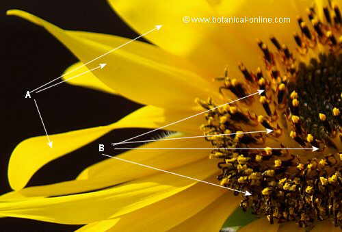 Detalle de flor de girasol