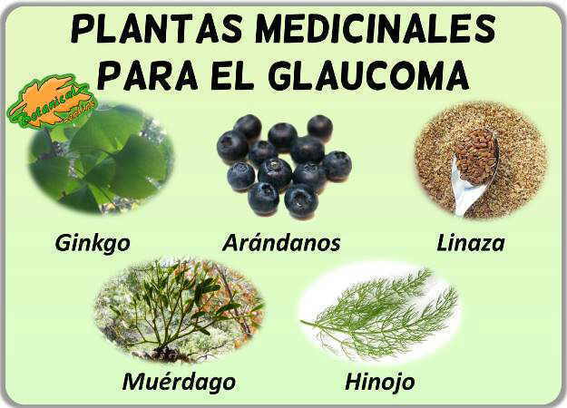 plantas medicinales glaucoma fitoterapia