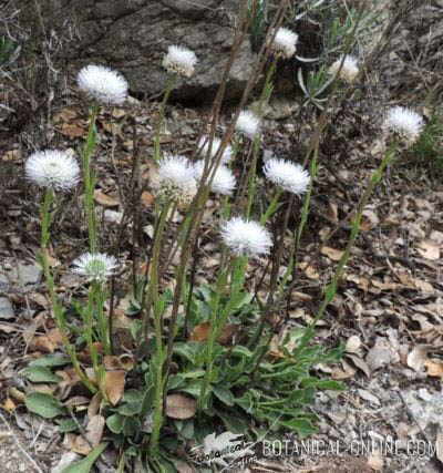 globularia vulgaris planta