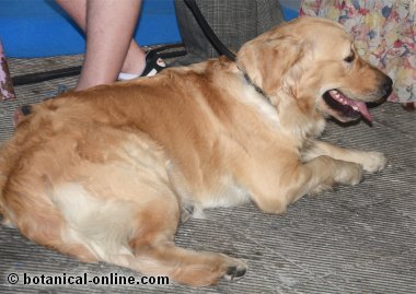 golden retriever